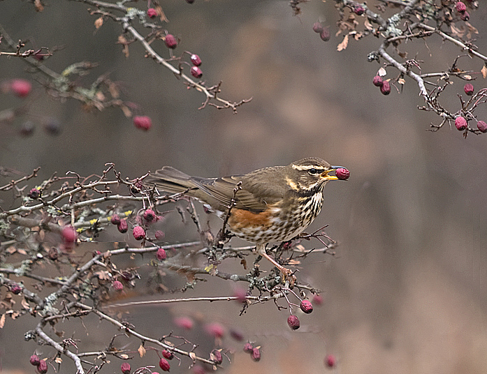 Oasi naturalistica del Carmine